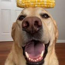 Leo Hu profile image