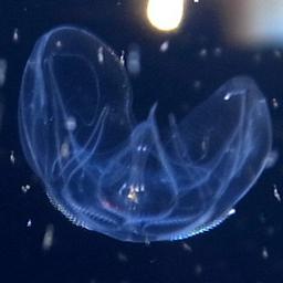 Ocyropsis  profile image