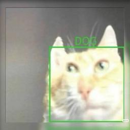 Cat  profile image
