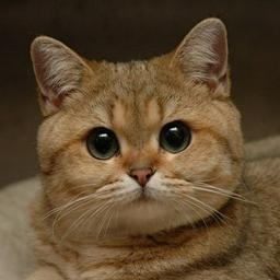 chubby cheeks profile image