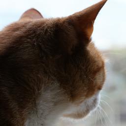 Lawrence Golbourn profile image
