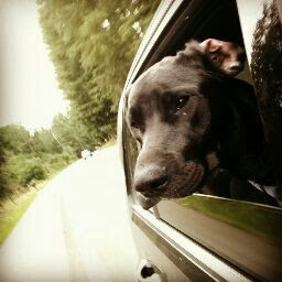 Levi Linn profile image