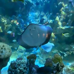 Mustachio  profile image