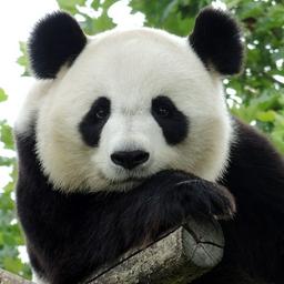 Regis Woof profile image