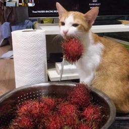 Brandon Matt profile image