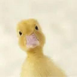 Aviv Levinas profile image