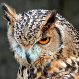 Hazem Ktit profile image