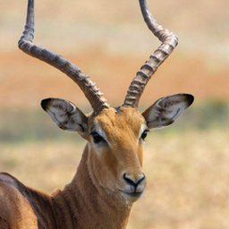 Simon  profile image