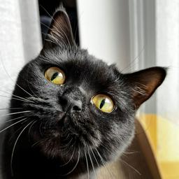 Endy Shoun profile image
