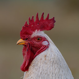 Ezequiel Dengler profile image