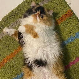 Juan Lopez profile image