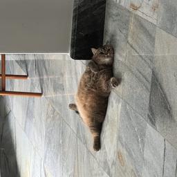 Deka Louis profile image