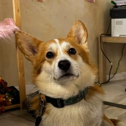 Yasos Biba profile image