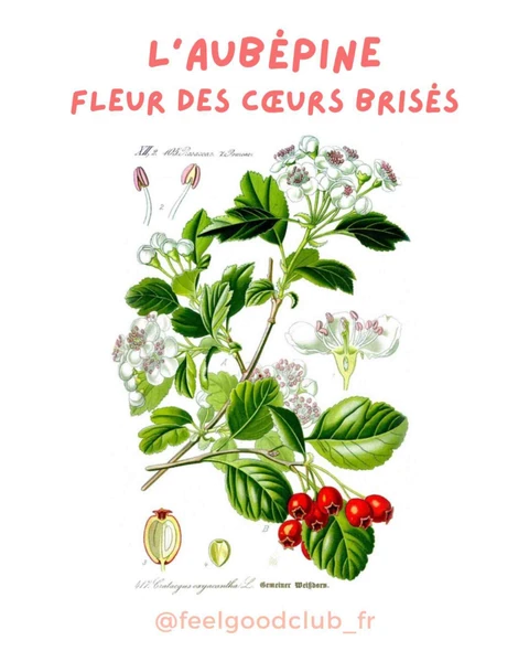 Couverture de L’aubépine contre l'anxiété et la mélancolie