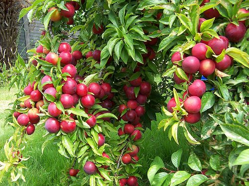 peach trees in nc