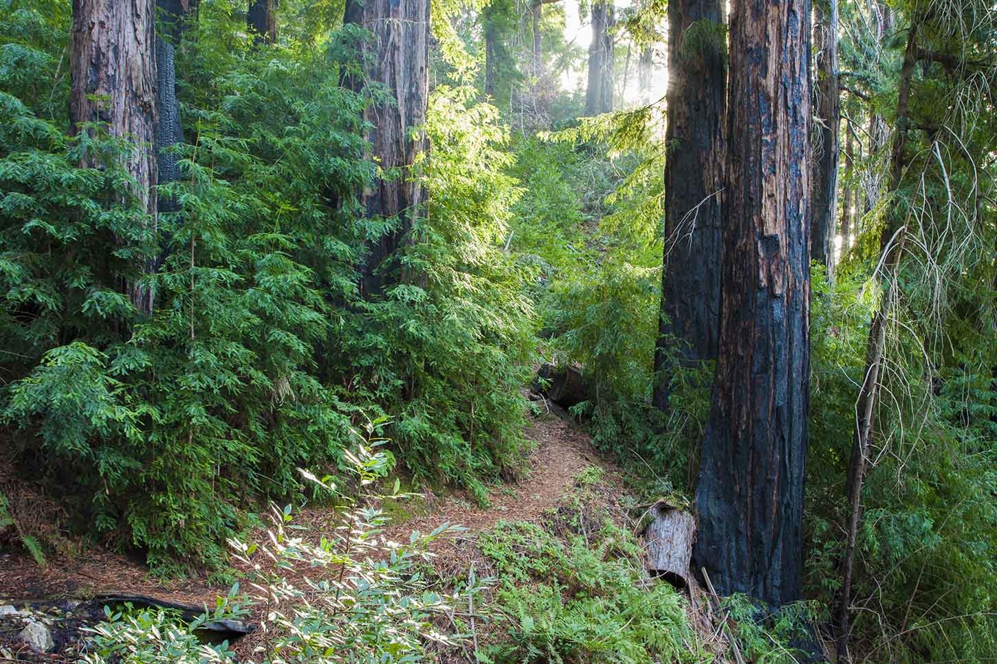 hiking in big sur