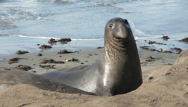 elephant seals