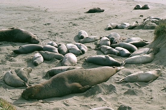 a group of elephant seals at piedras blancas elephant seal rookery