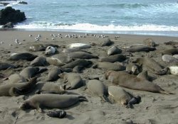 Piedras Blancas Elephant Seal Rookery