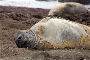 elephant seals molting at piedras blancas