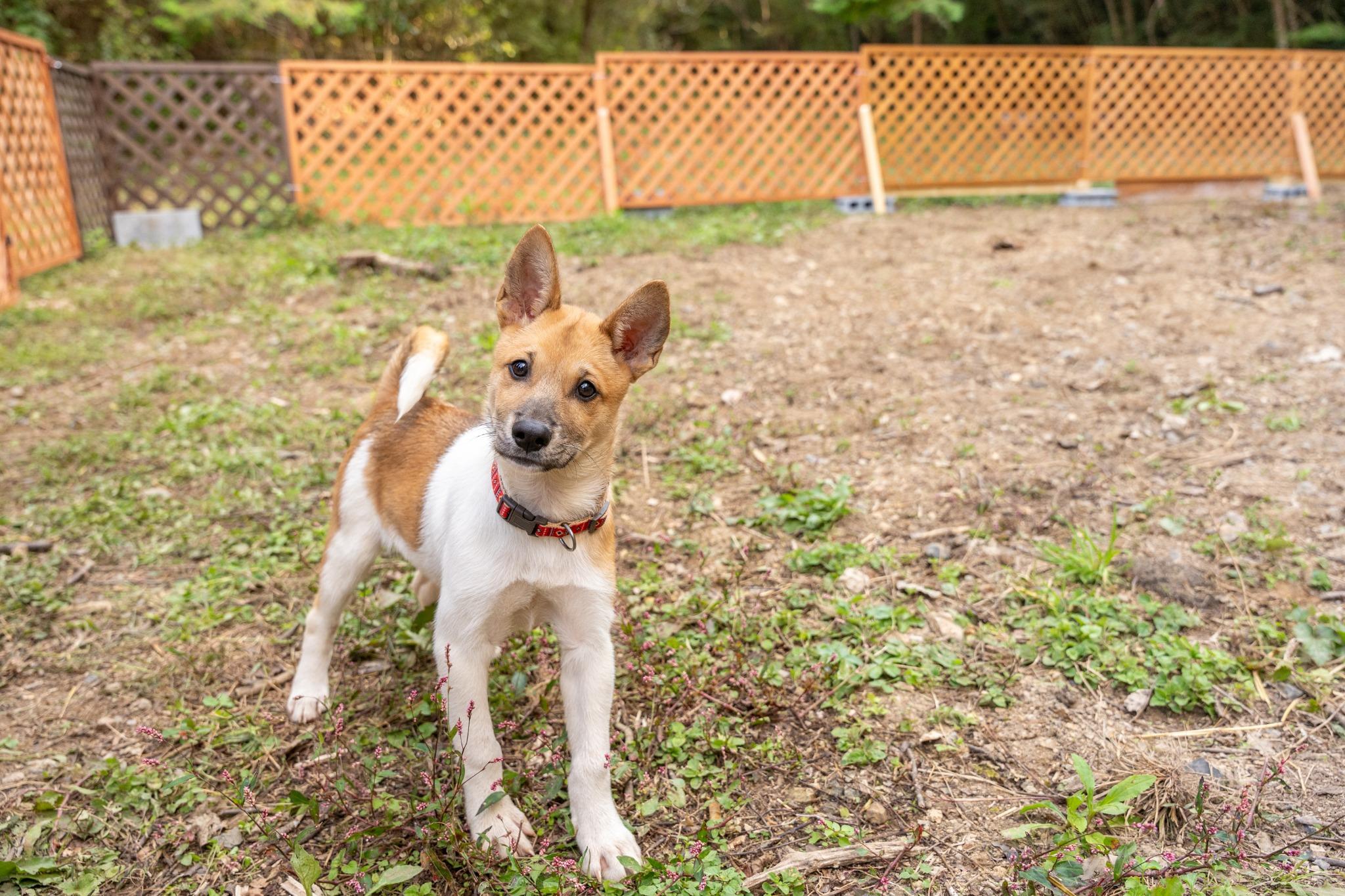 施設の保護犬とは一緒に遊んだり、お食事したり、宿泊も可能！