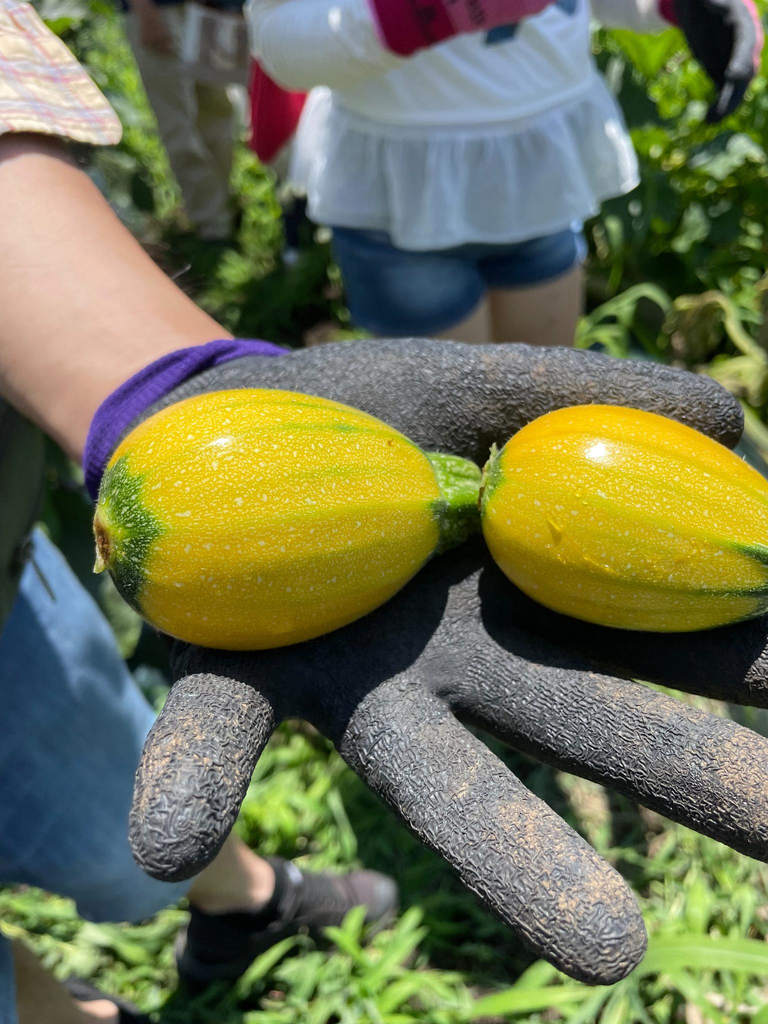 時期によって、収穫体験が開催