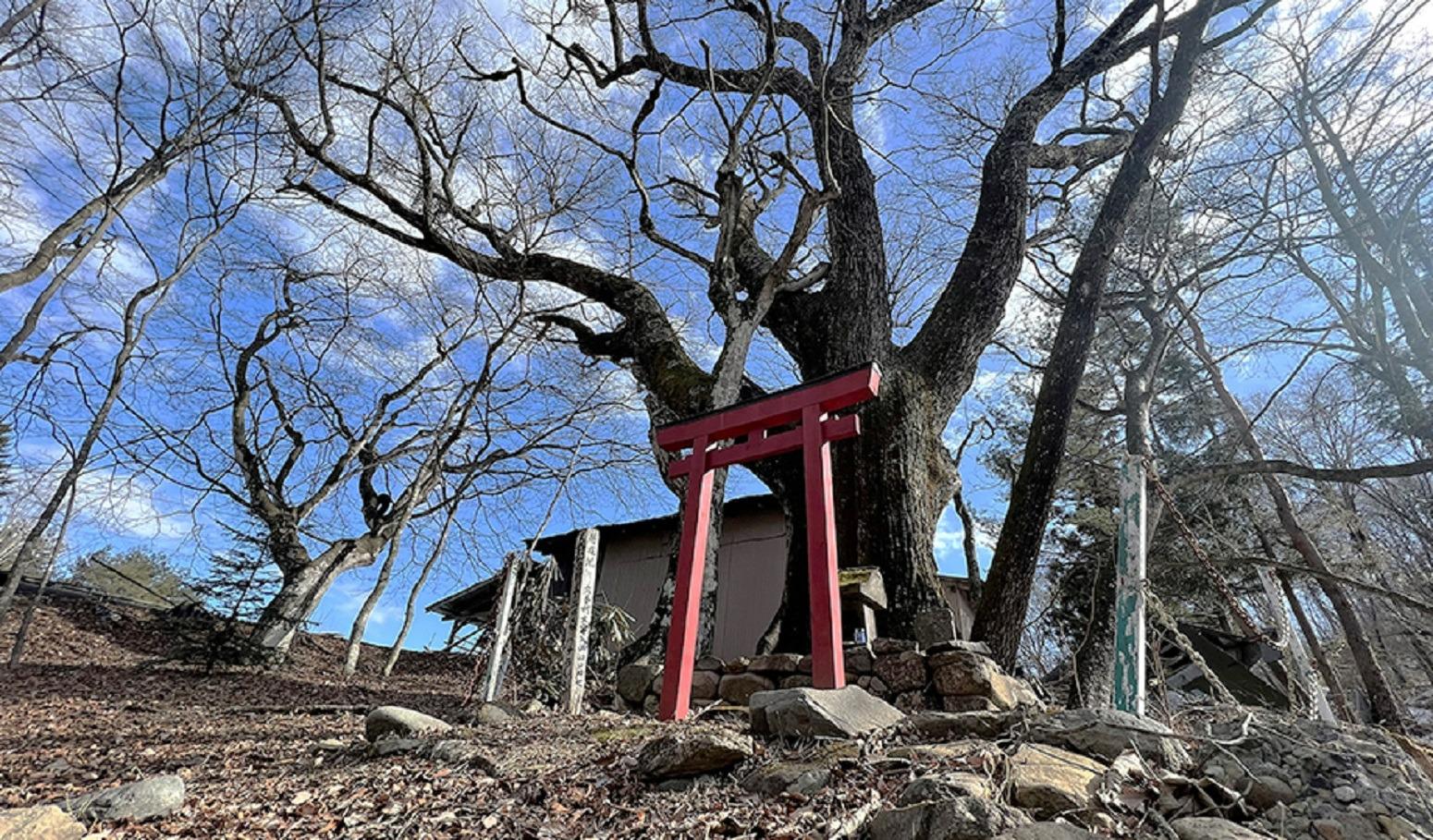 十二の杜オートキャンプ場の名前の由来になっている村指定の記念物でおよそ樹齢400年以上の楢の木になります。三又に分かれている楢は珍しく指定を受けているようです。キャンプ場にご来場いただけた際は一度お立ち寄りください。