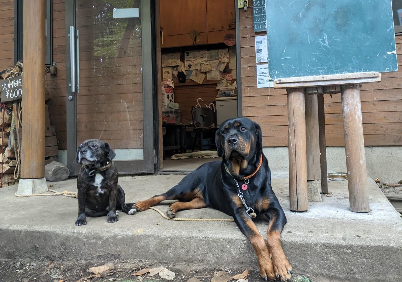 キャンプ場の看板犬①