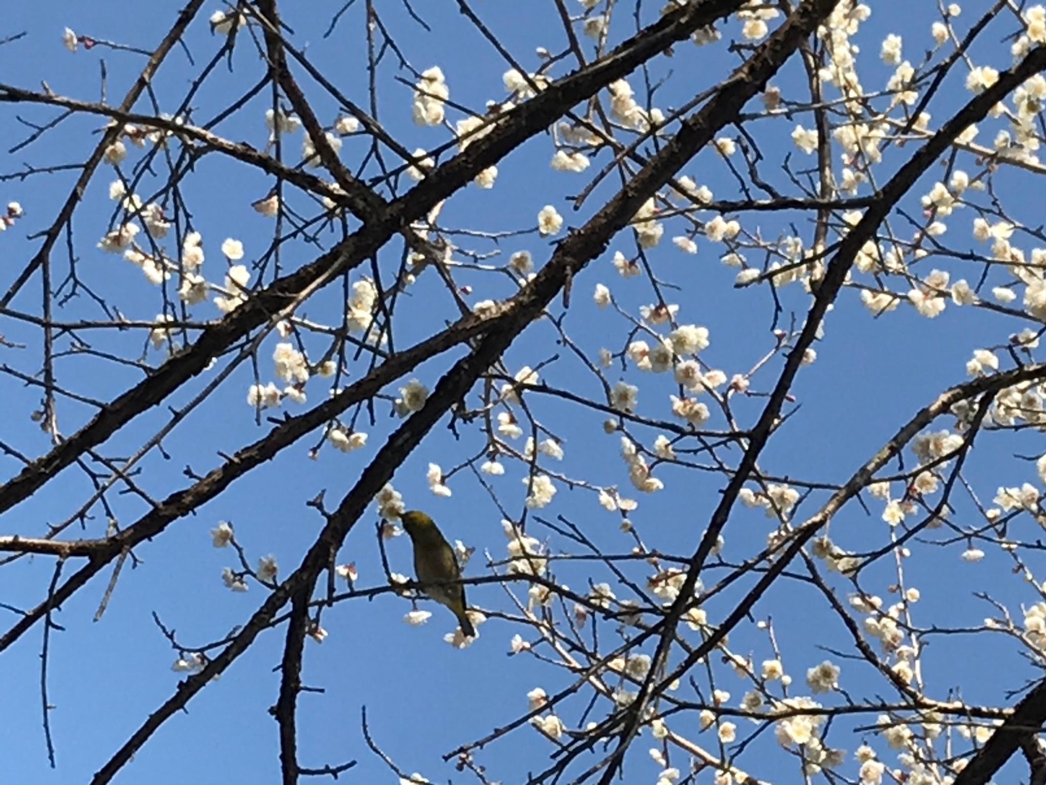 メジロが遊びに来たり