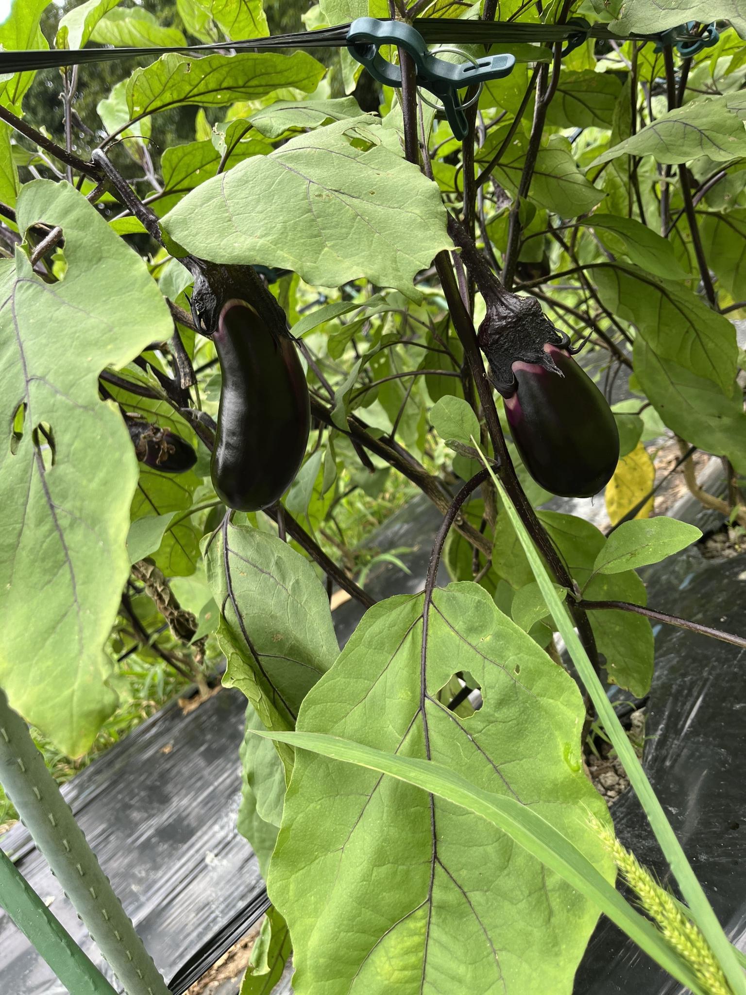 7～8月は夏野菜収穫できます♪