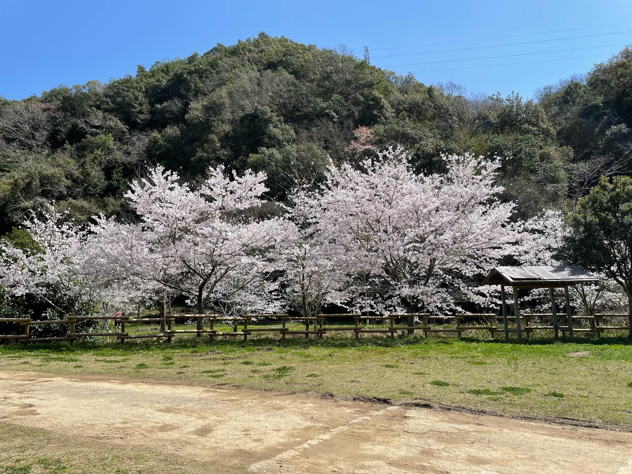 春は桜が美しい