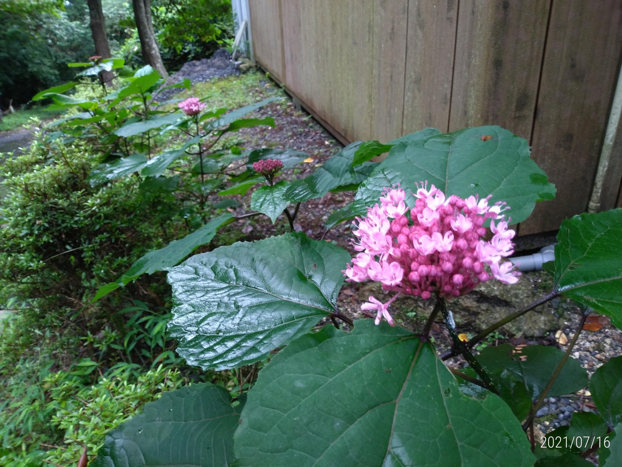 7月　ボタンクサギの花