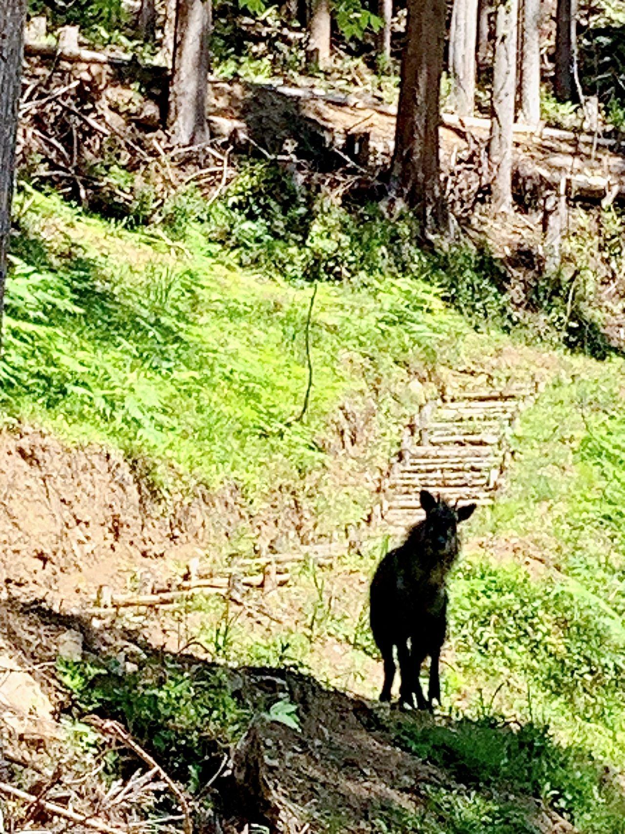 ニホンカモシカが遊びに来ます。運がよければ会えるカモ。