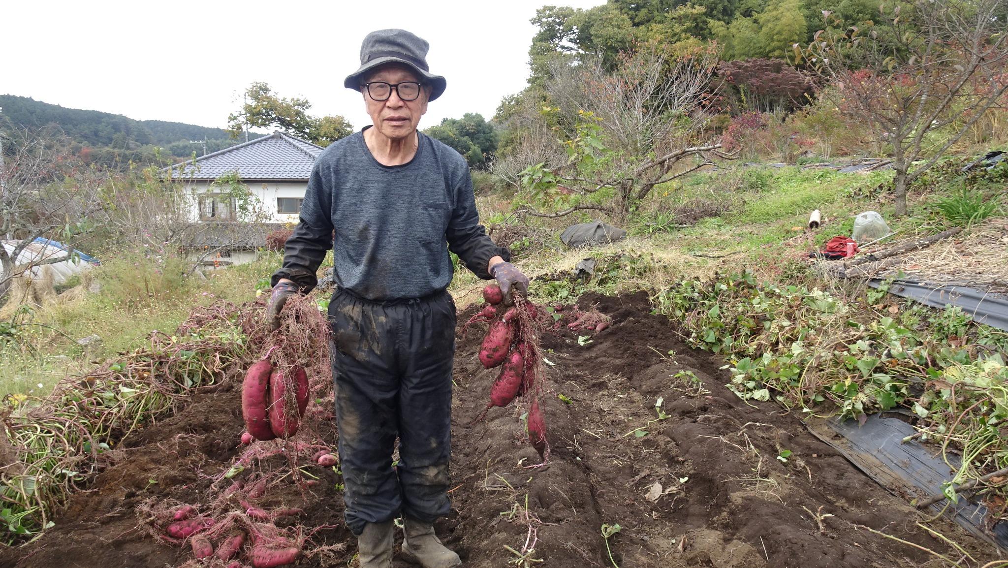 柿農園副代表　サツマイモの収穫