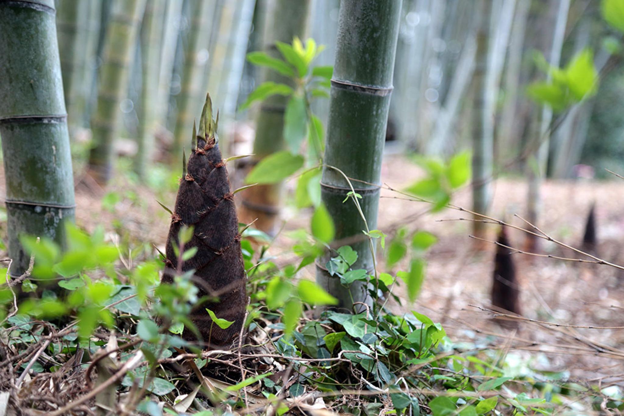 4月5月はタケノコ無料