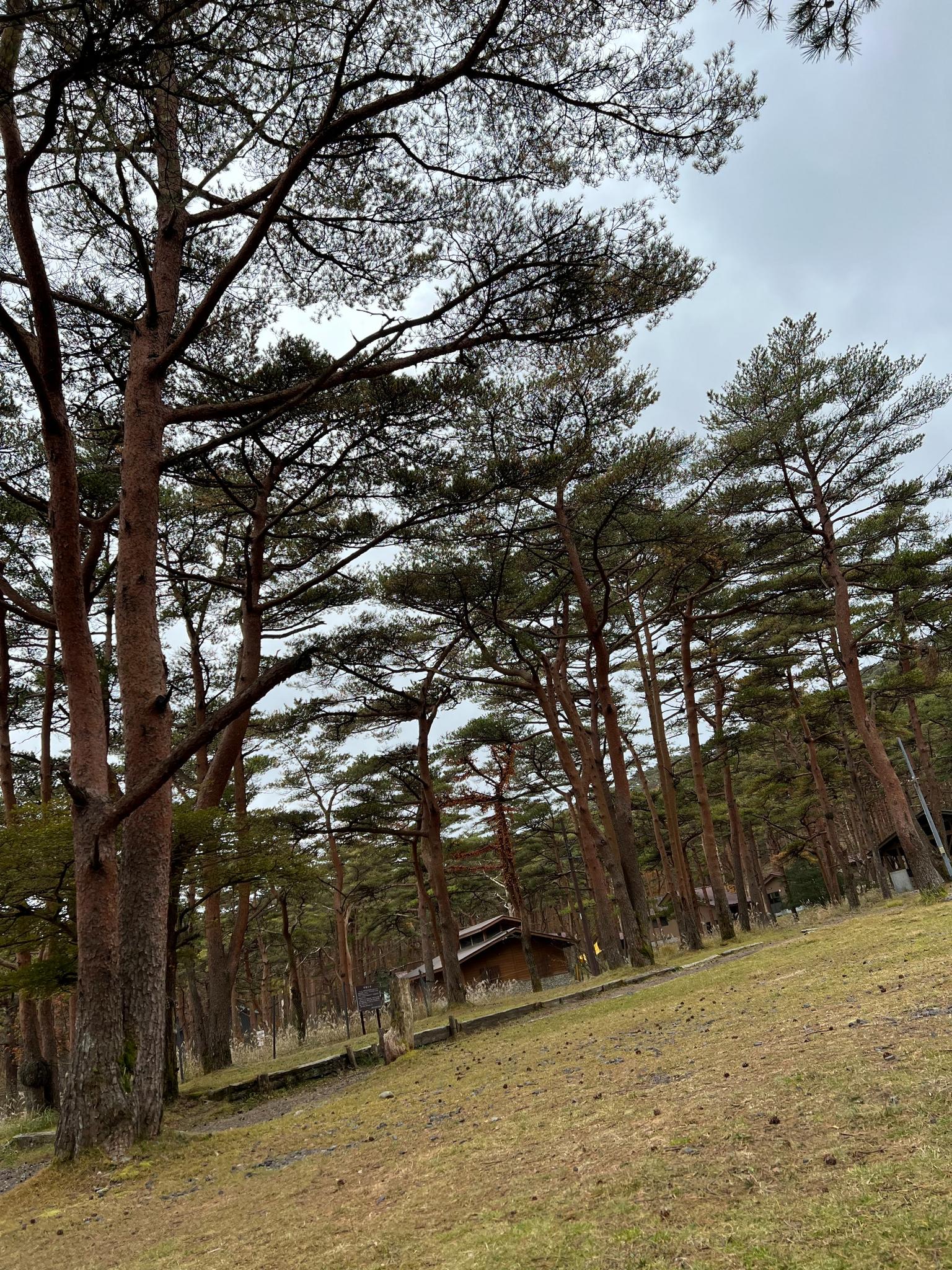 赤松の花言葉は「不老長寿」です。赤松に囲まれパワーを感じるキャンプは、えびの高原ならではです。