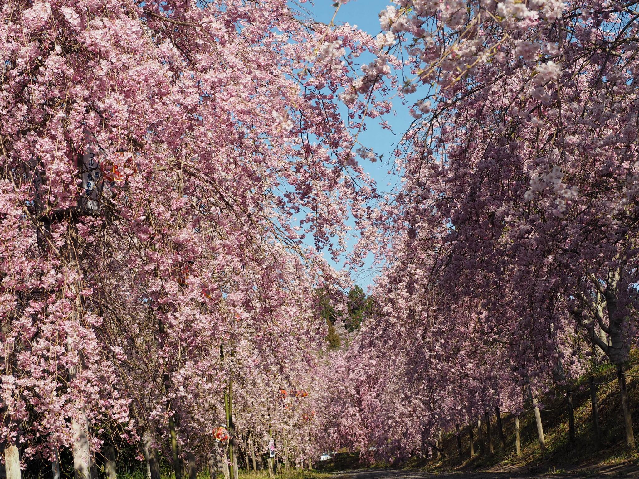 枝垂れ桜のトンネル