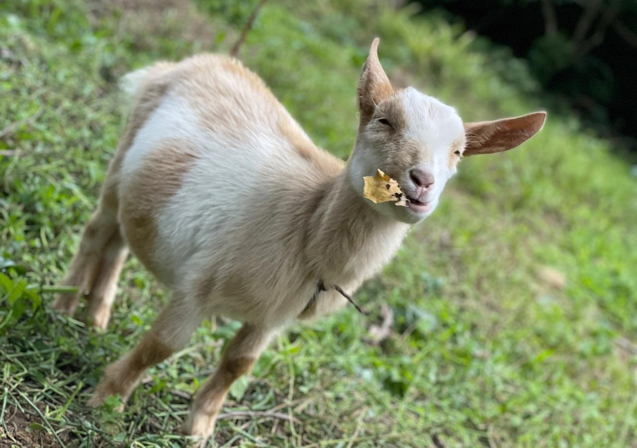 ・【動物たち】森の中では心優しい愛犬ハチを筆頭にさまざまな動物に出会えるかもしれません