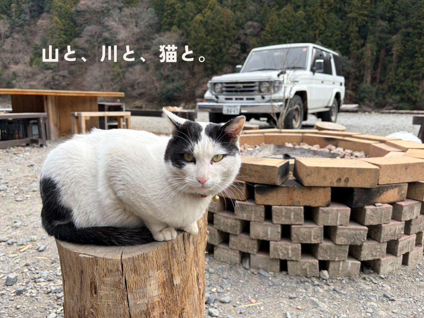 看板ネコ「撫子(なでこ)」