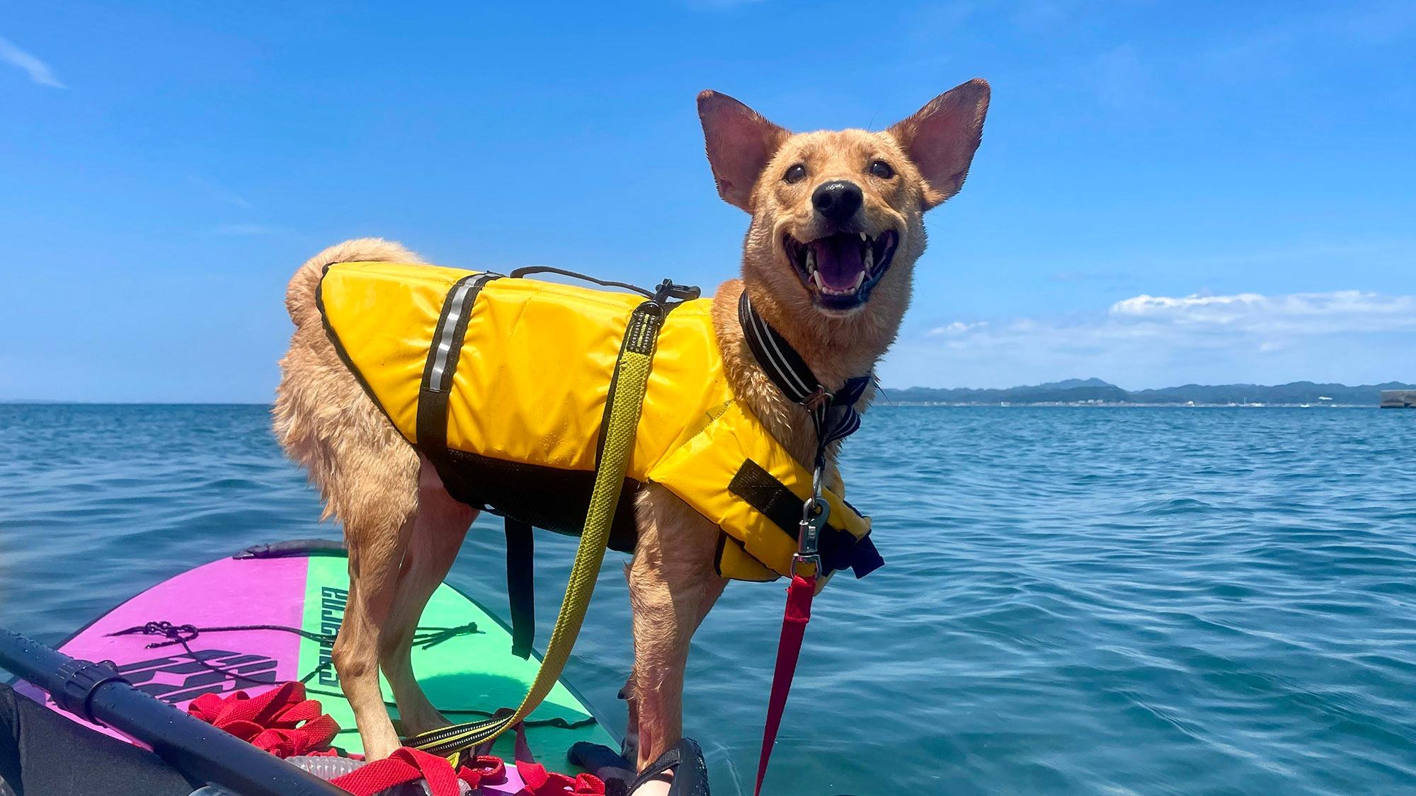 ・【Dog SUP】ライフジャケットとロングリードもあるので、泳ぎが初めてのわんちゃんでも安心