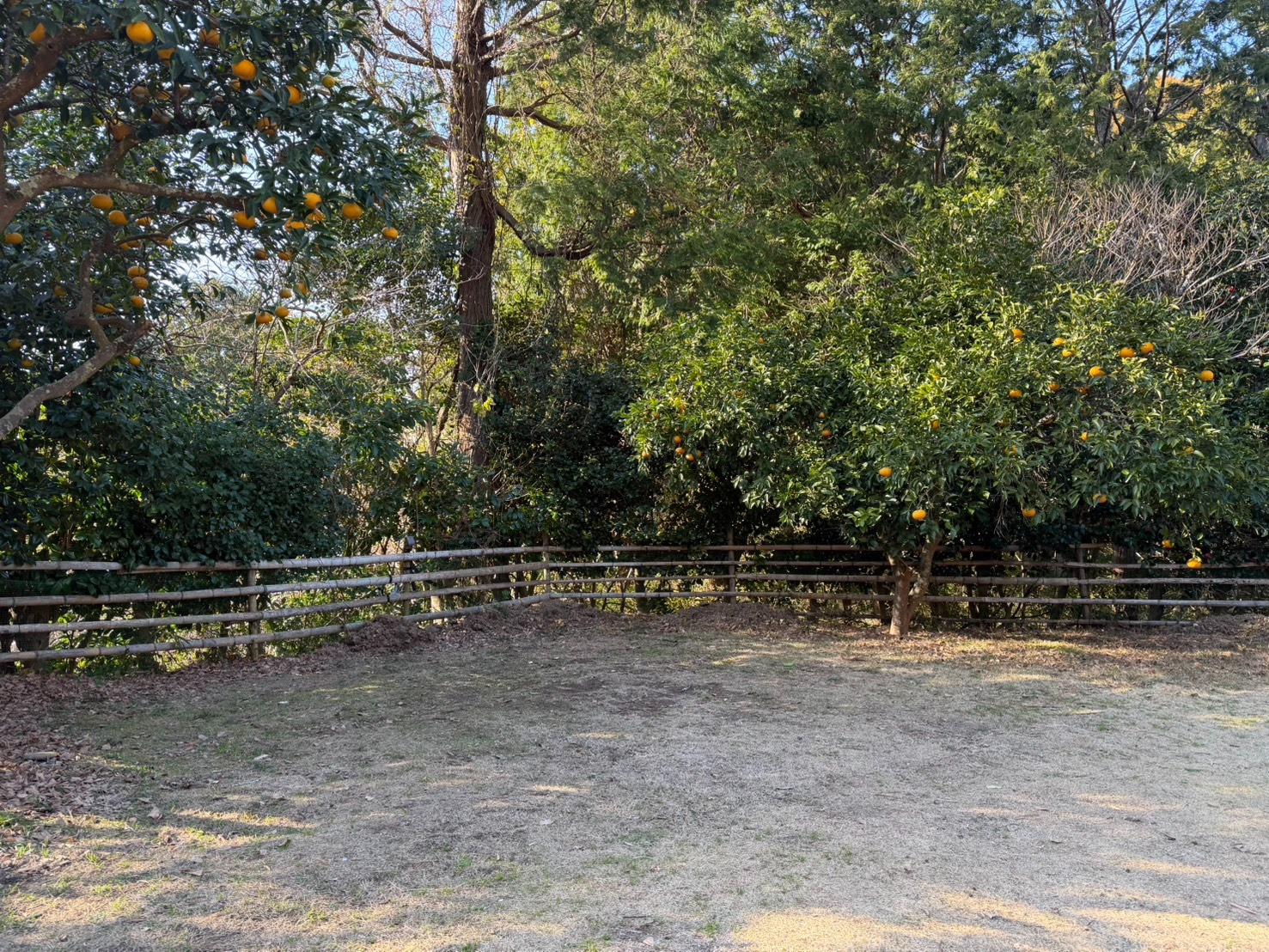 ドッグランサイト