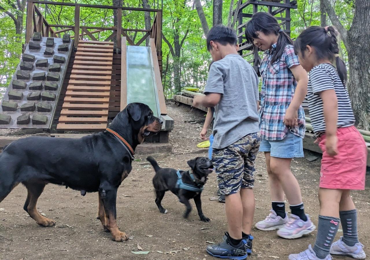 キャンプ場の看板犬③