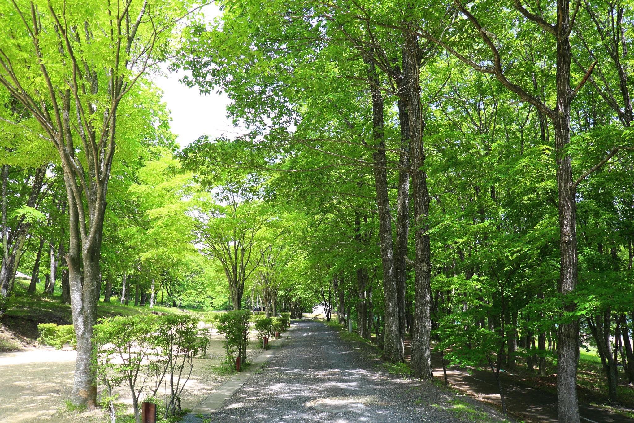 サイト風景