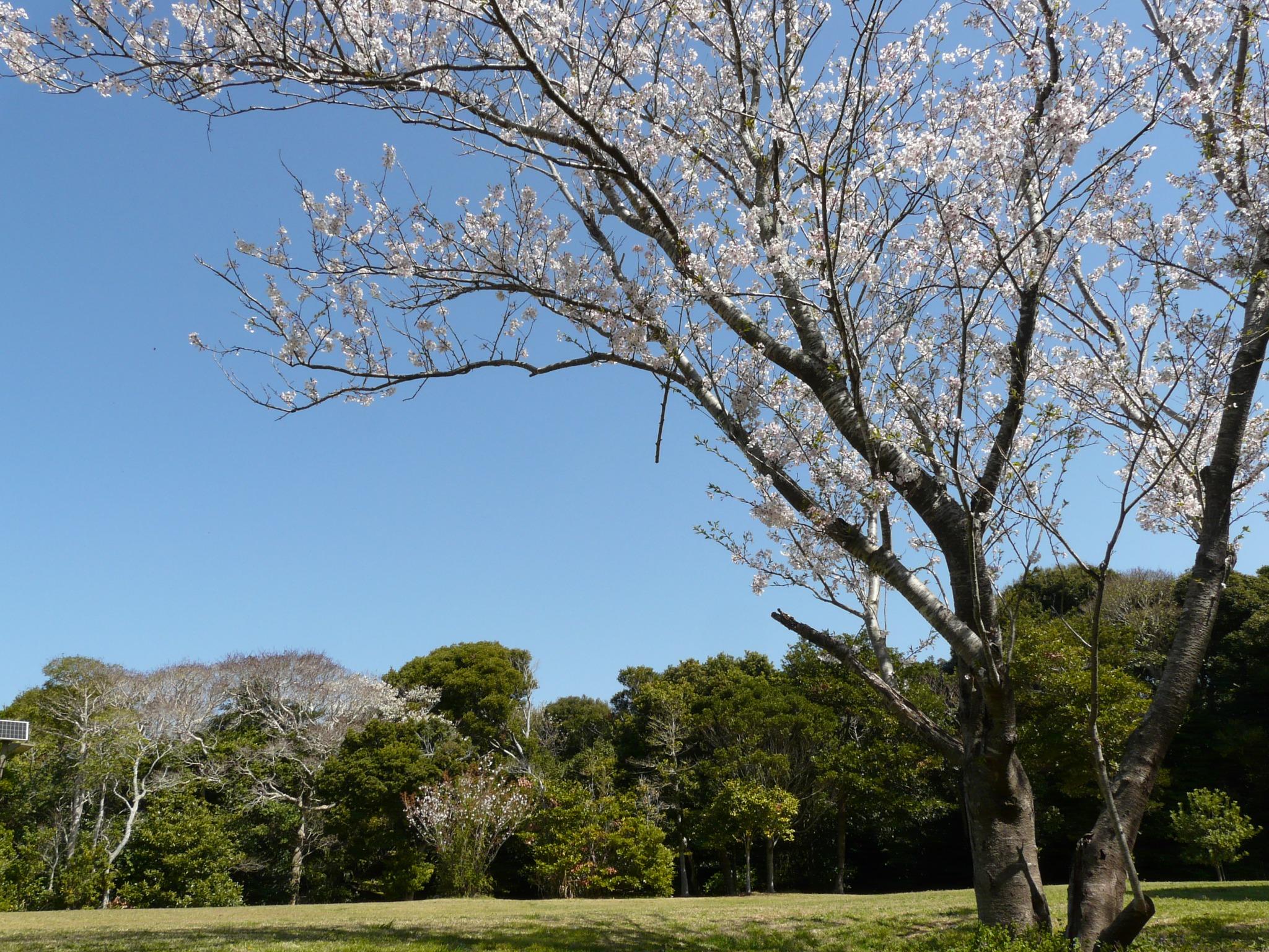 (春)キャンプサイト桜