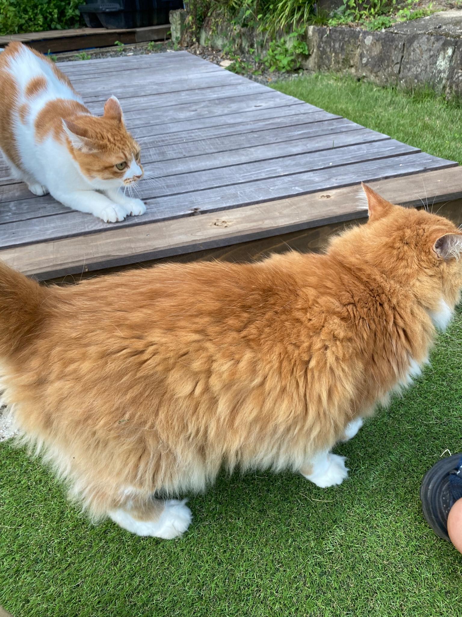 巨大モフモフのオーナーちくわ氏🐾