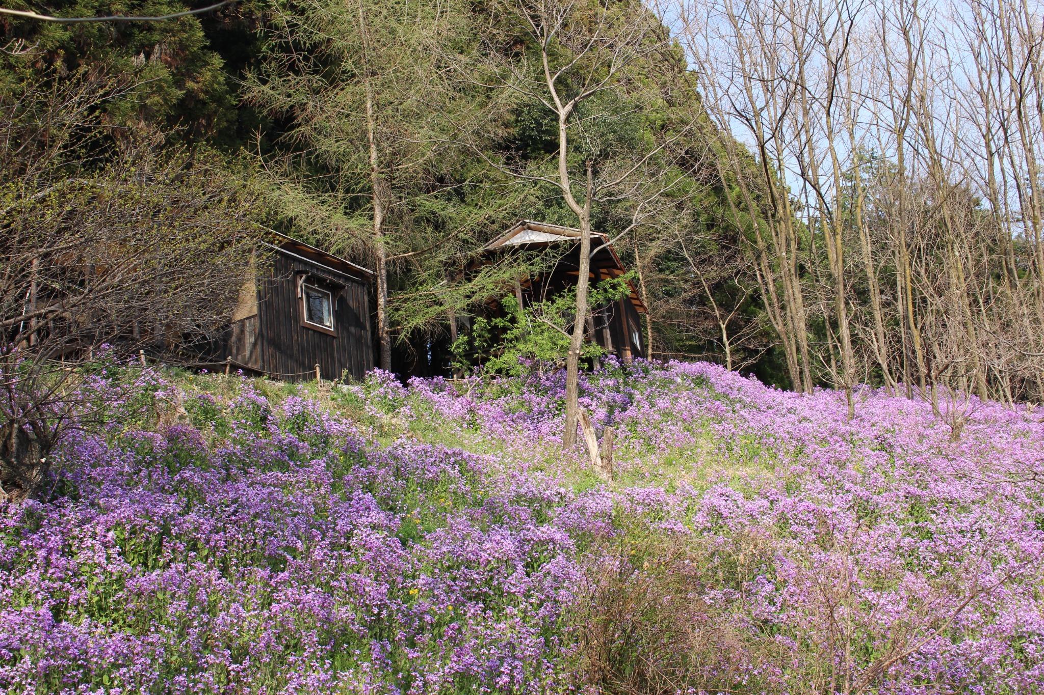 花の斜面とバンガロー（４月）