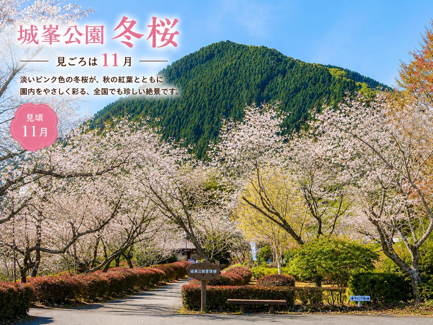 **城峯公園 冬桜（見ごろ：11月）**  秋の澄んだ青空と緑深い城峯山を背景に、淡いピンク色の冬桜が園内をやさしく彩る風景です。例年11月には紅葉と冬桜が同時に楽しめる全国でも珍しい絶景が広がり、散策しながら季節の移ろいを満喫できます。昼間は鮮やかな自然美、夕暮れには幻想的な雰囲気へと表情を変える、城峯公園を代表する人気の観光スポットです。