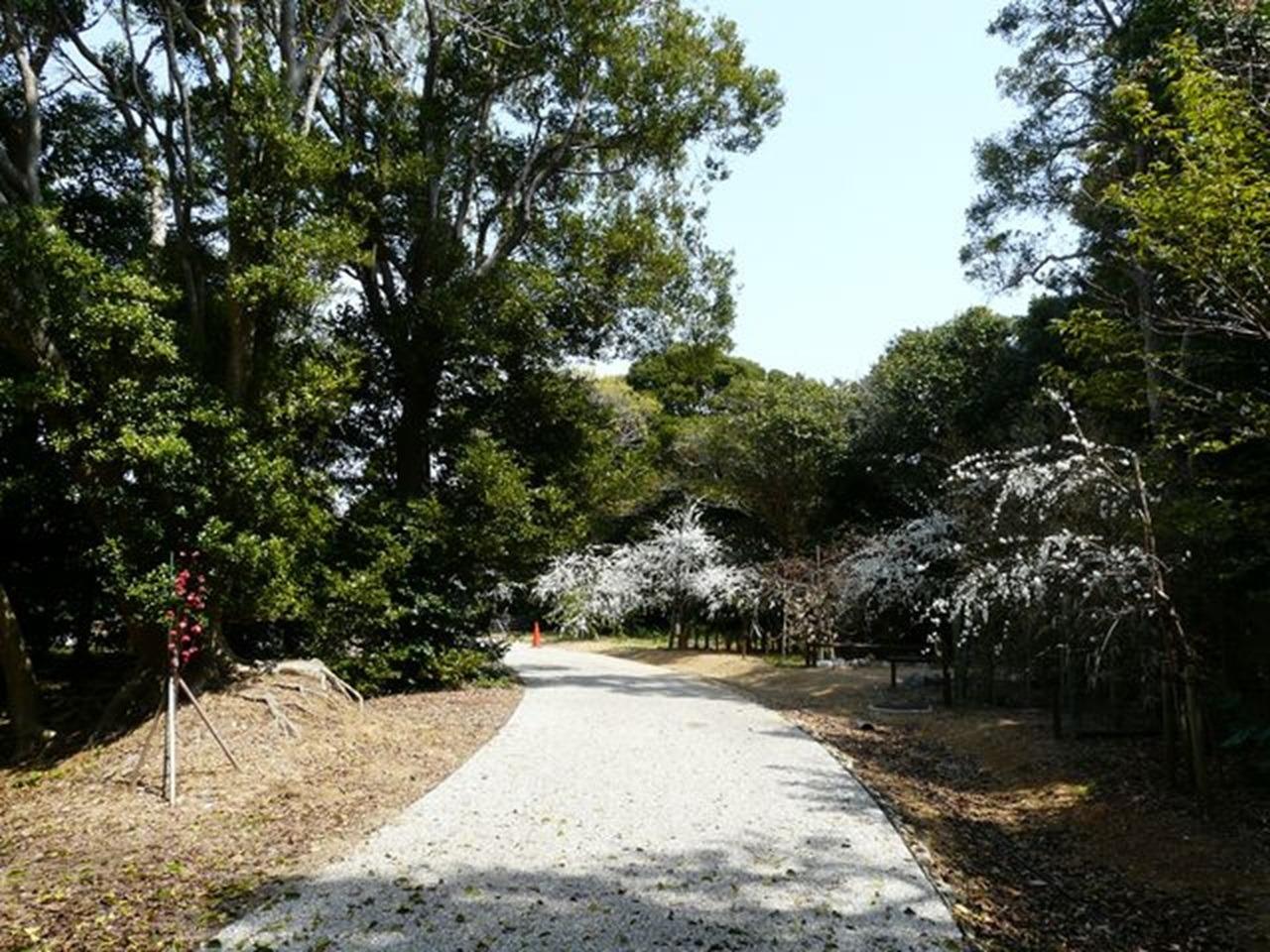 (春)園内の花桃並木