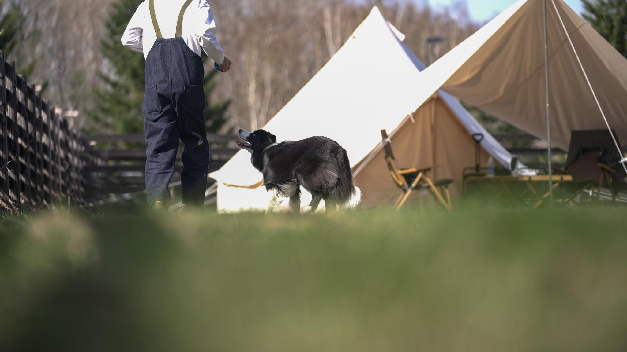愛犬とノーリードでCAMPを…
