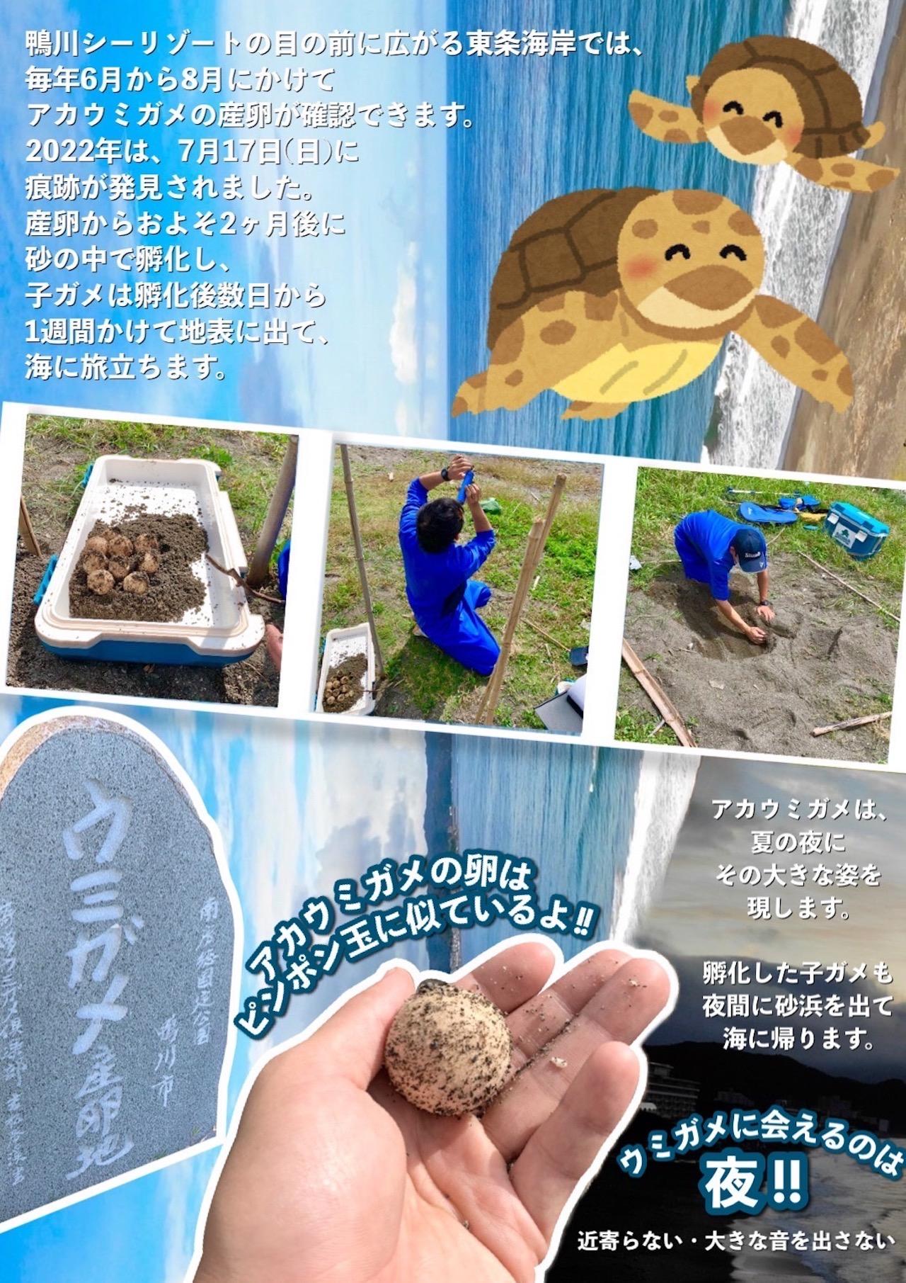 ウミガメが来る　キャンプ場　告知